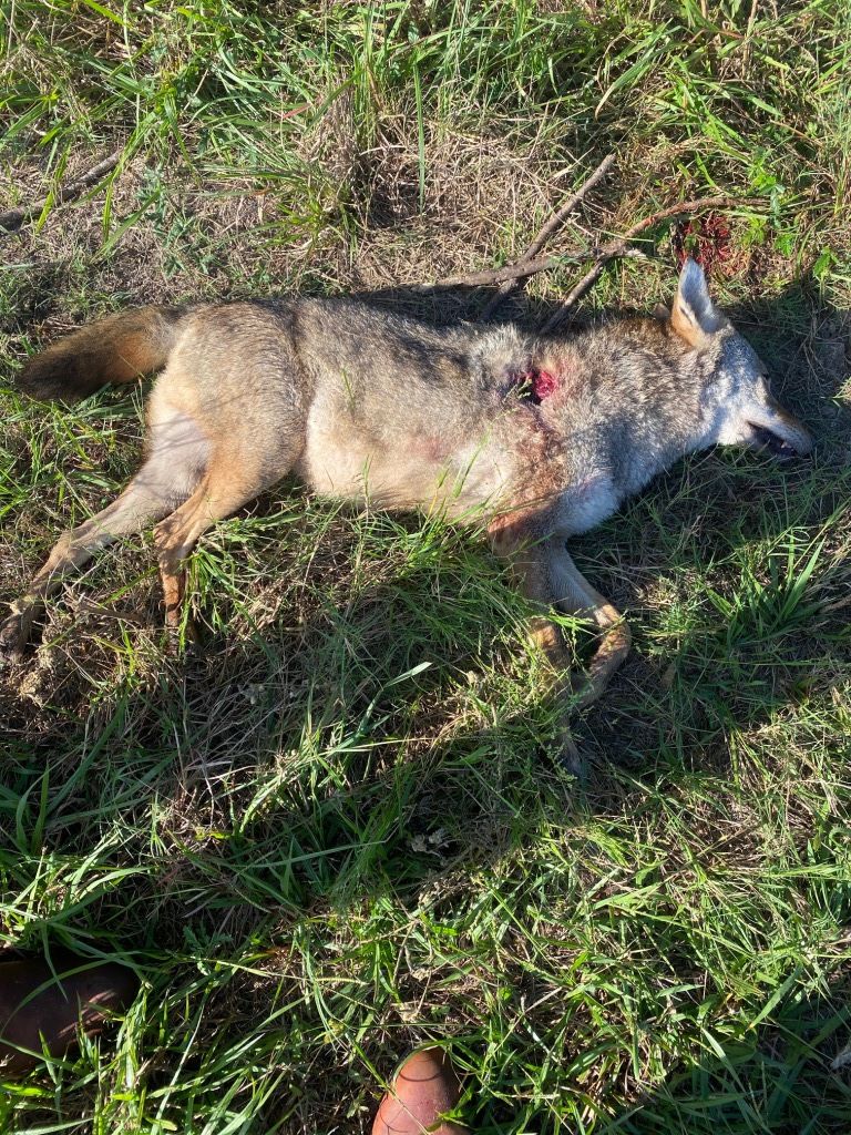 Coyote- Laying On Ground