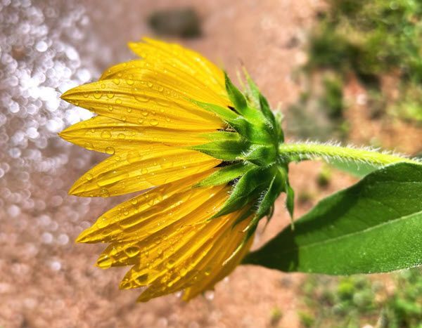 A close up of a yellow flower with a green stem