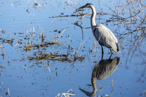 A bird is standing in the water with a stick in its beak.