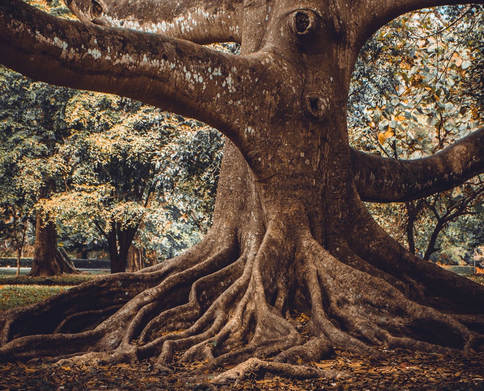 A stack of books leaning against a tree trunk