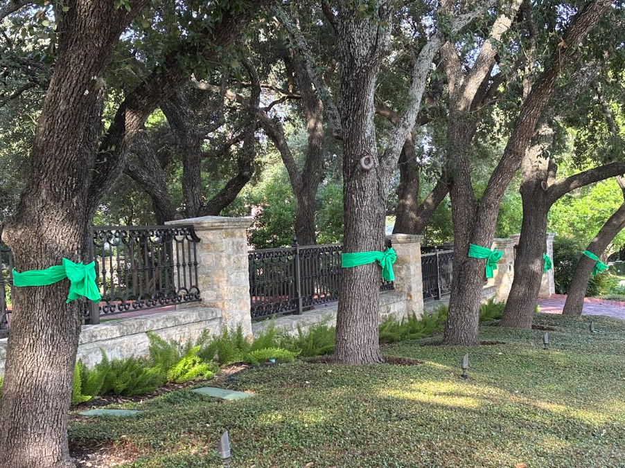 A row of trees with green ribbons tied around them.