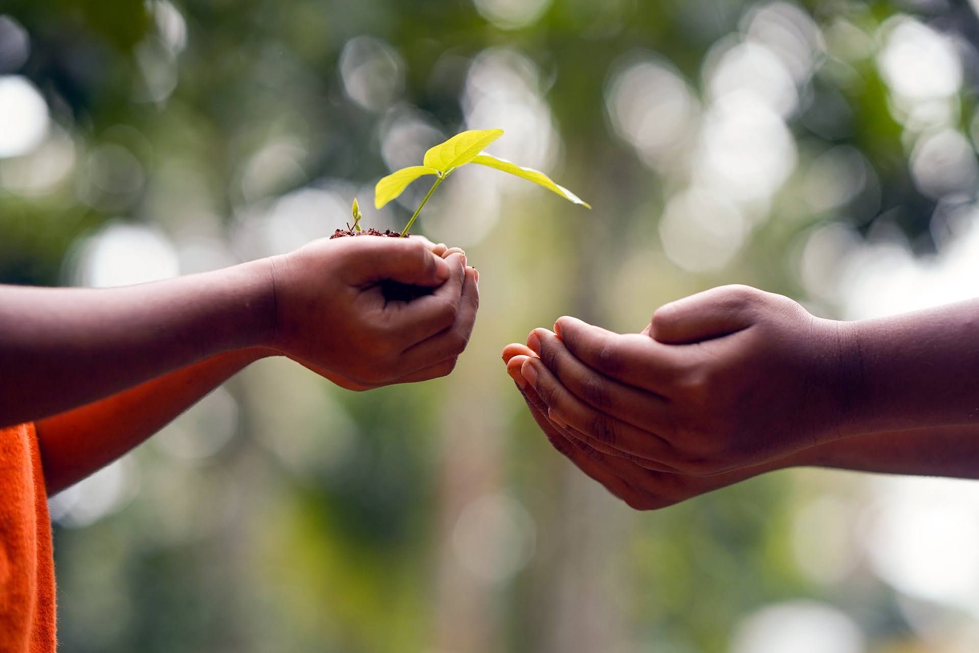 Hands with a small plant