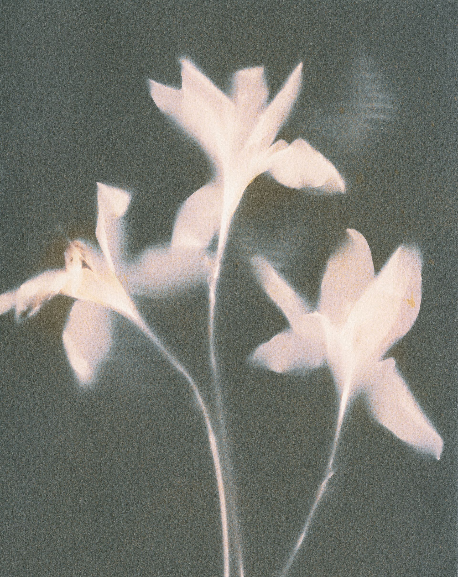A close up of three white flowers on a black background.