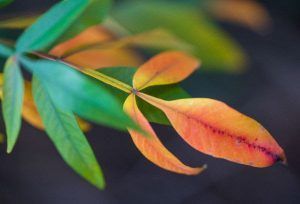 A close up of a colorful leaf on a plant