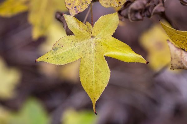 A close up of a yellow leaf on a tree branch.