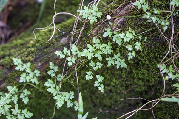 A close up of a plant growing on a mossy log.