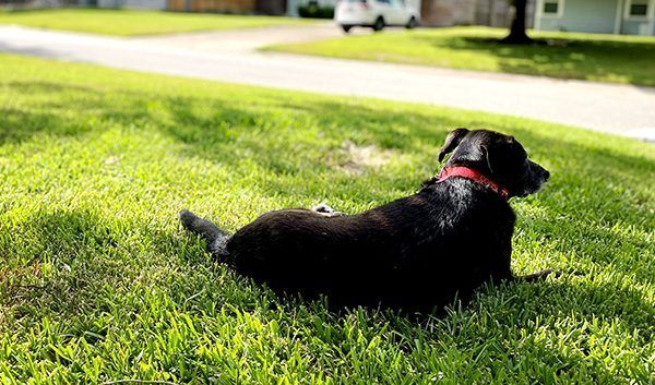 A black dog with a red collar is laying in the grass.