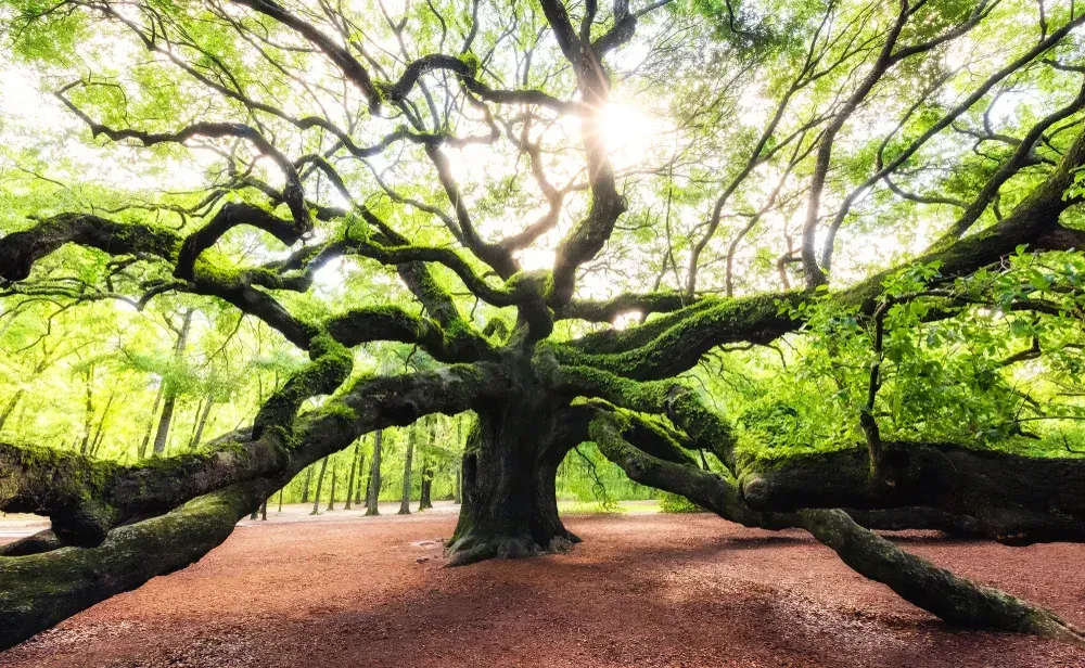 A large tree with lots of branches in a forest with the sun shining through the branches.
