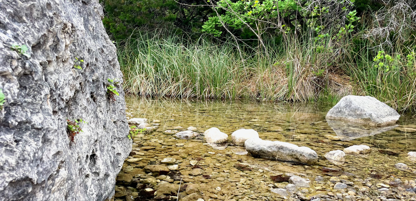 A river surrounded by rocks and grass in the middle of a forest.