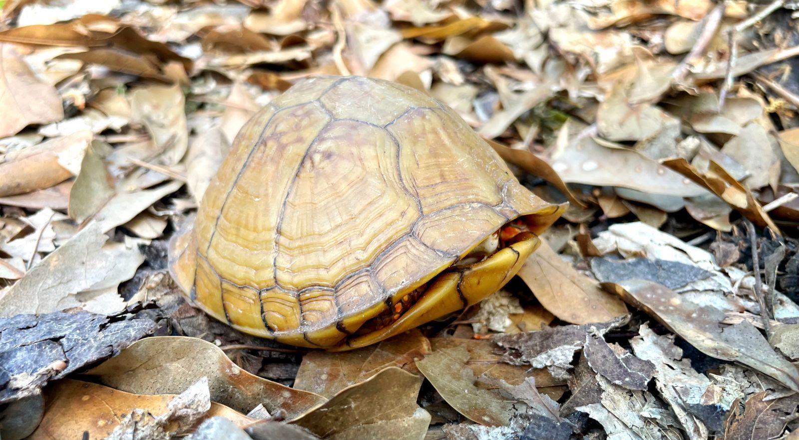 A box turtle with a high-domed, tan shell is tucked partially inside itself, sitting on a bed of dry brown autumn leaves.