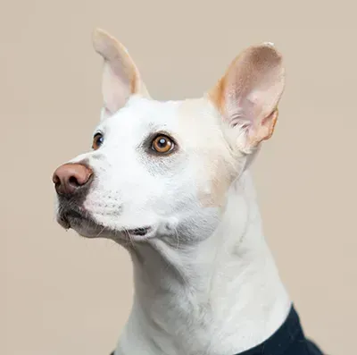 A close up of a white dog