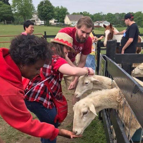 A group of people are feeding sheep from a fence.