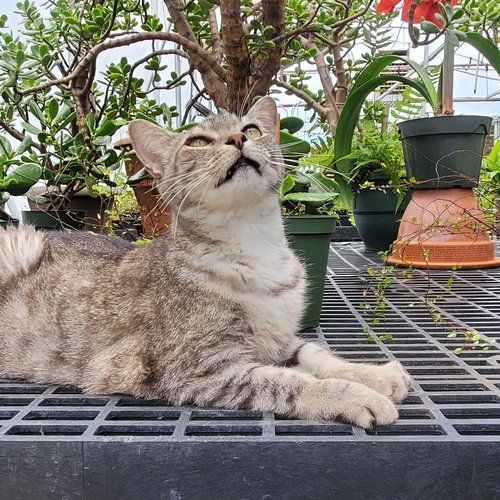 A cat is laying on a shelf in a greenhouse next to potted plants.