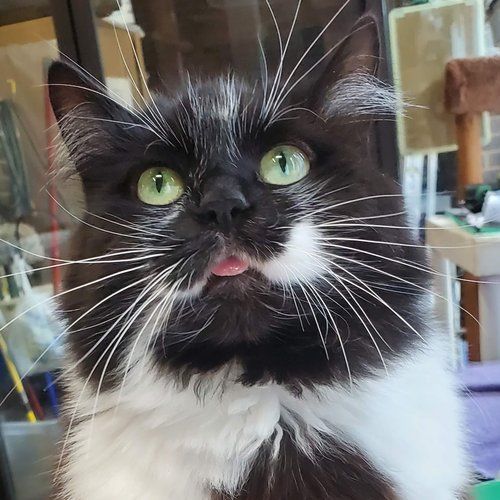 A close up of a black and white cat with green eyes