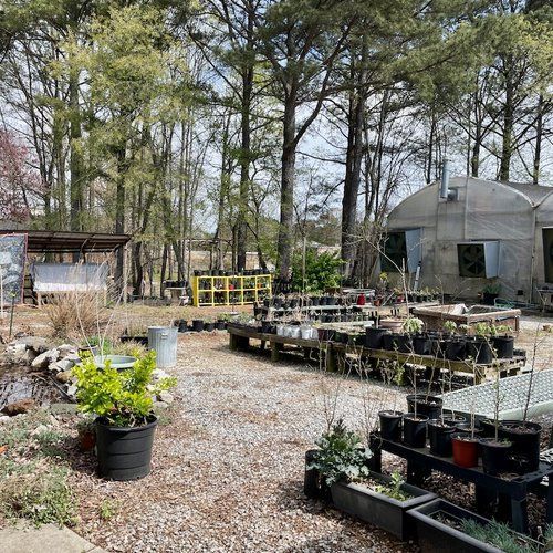 A garden with lots of potted plants and trees in the background.