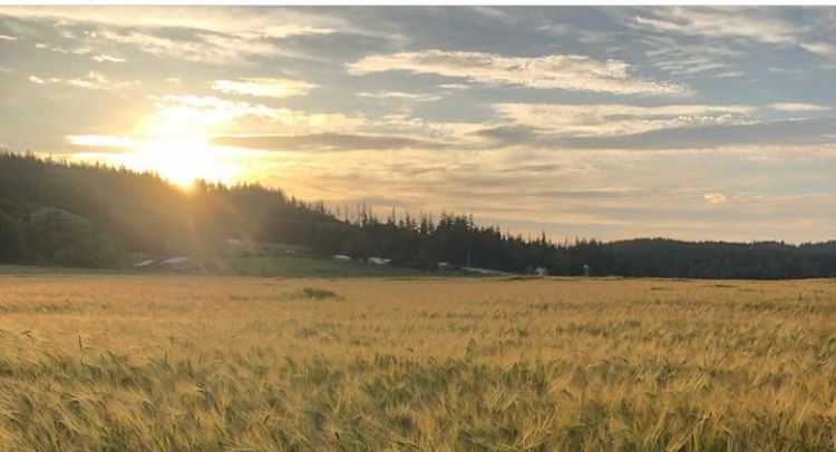 the sun sets over a beautiful field in the Chimacum valley