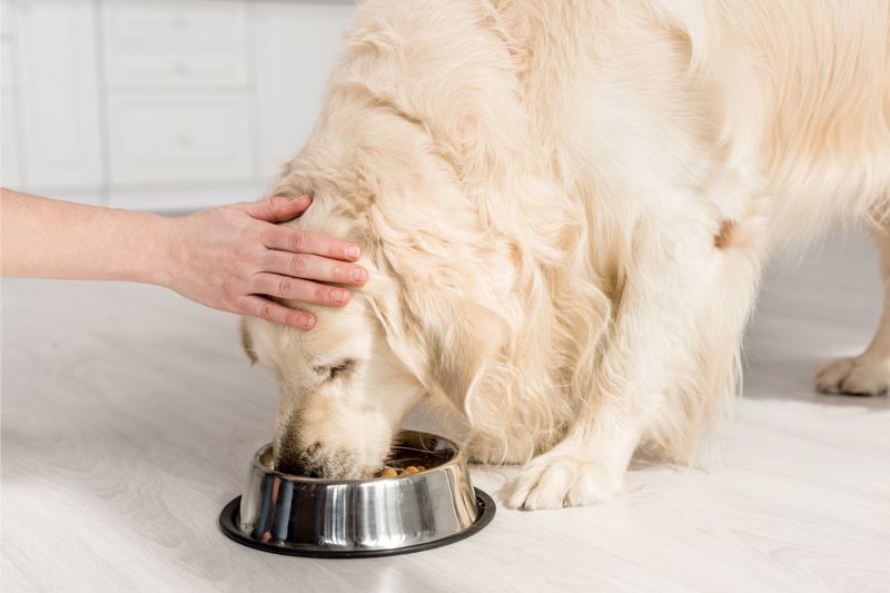 A person is petting a dog while it eats from a bowl.