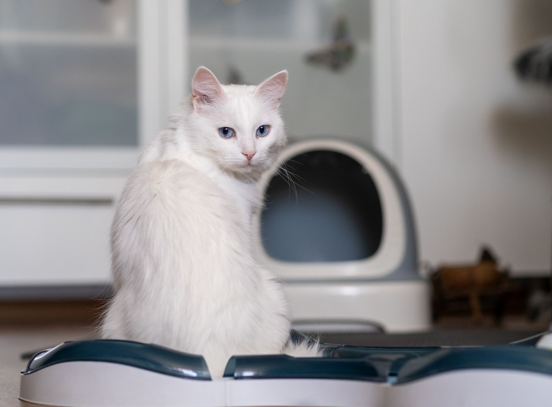 A white cat with blue eyes is sitting in front of a litter box.