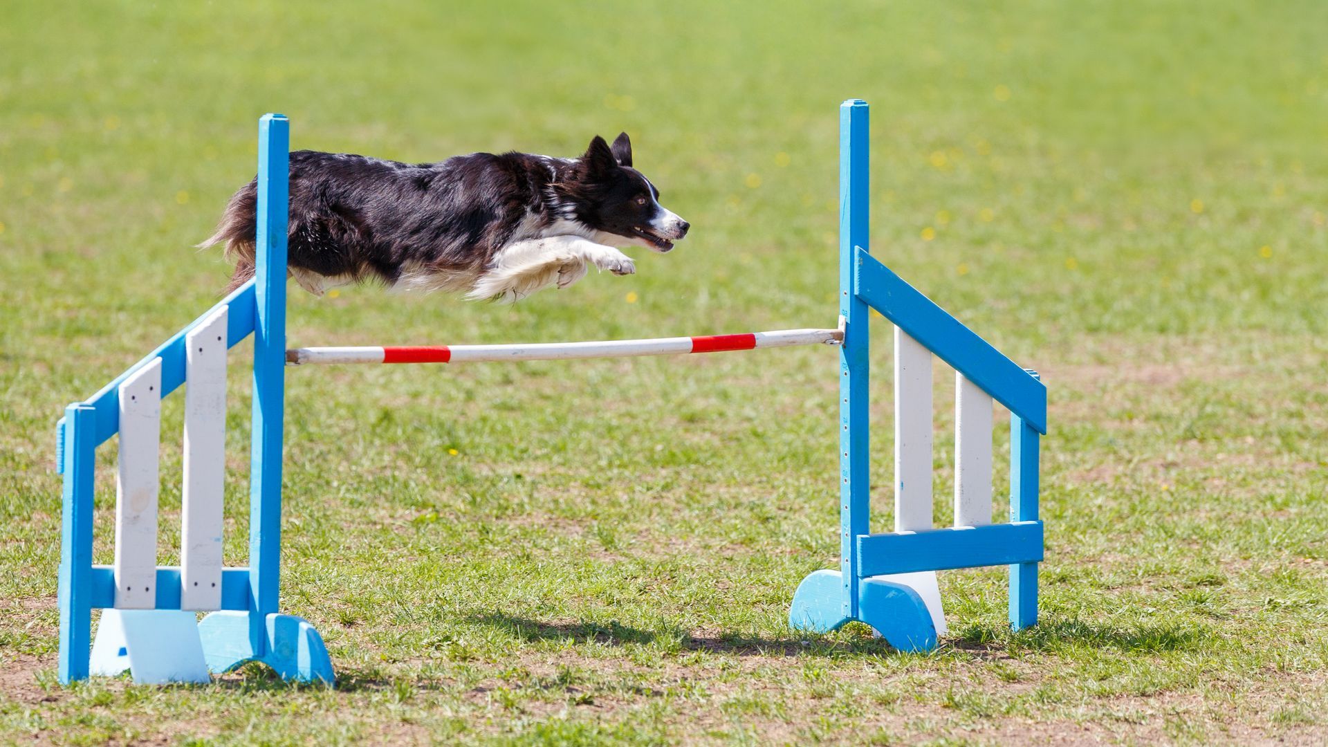 A black and white dog jumping over a blue and white hurdle
