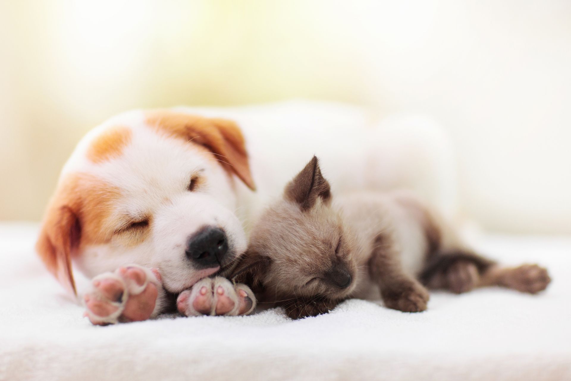 A puppy and a kitten are sleeping next to each other on a bed.