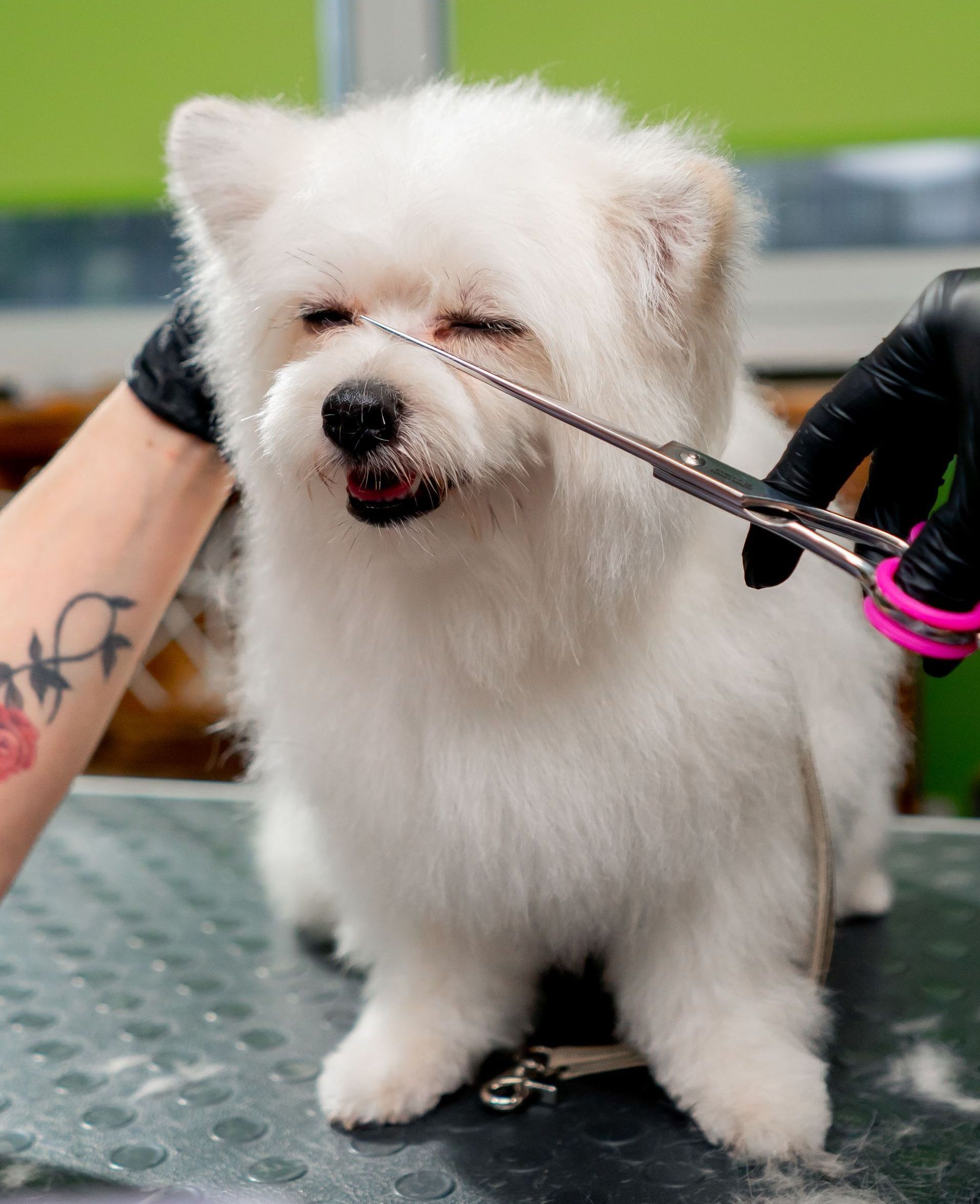 A person is cutting a small white dog 's nose with scissors.