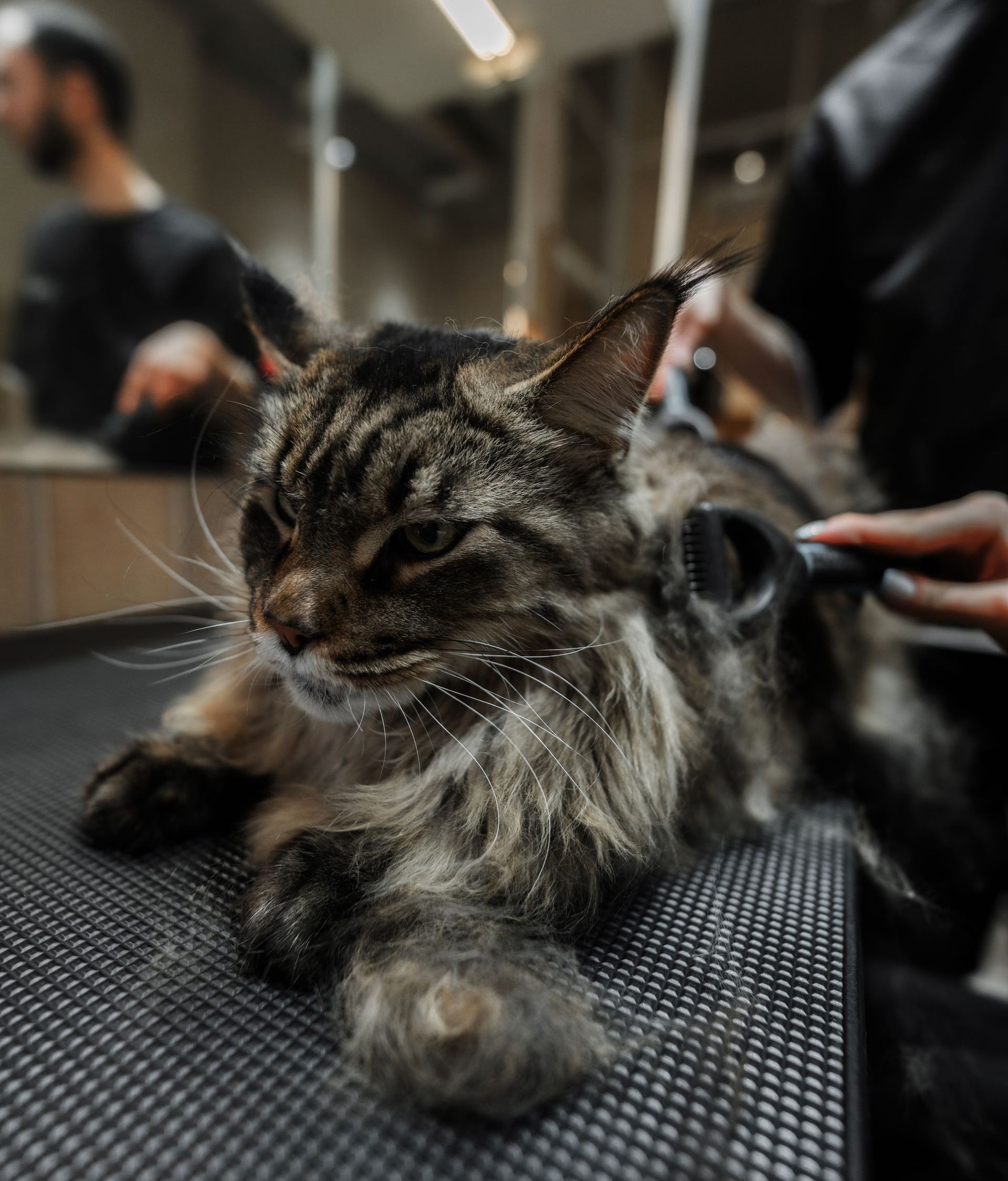 A cat is laying on a table being groomed by a person.