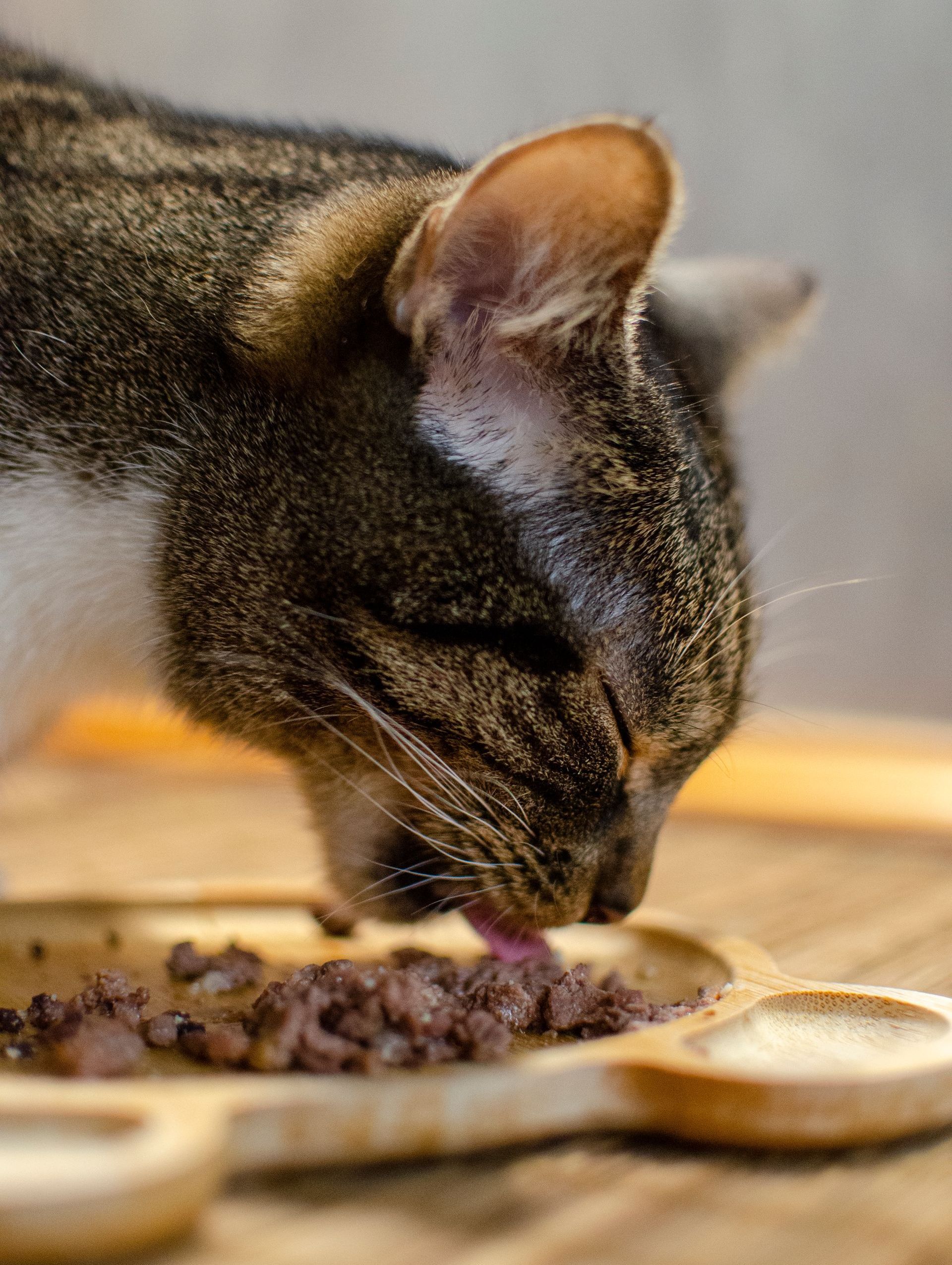 A cat is eating food from a wooden tray on a table.