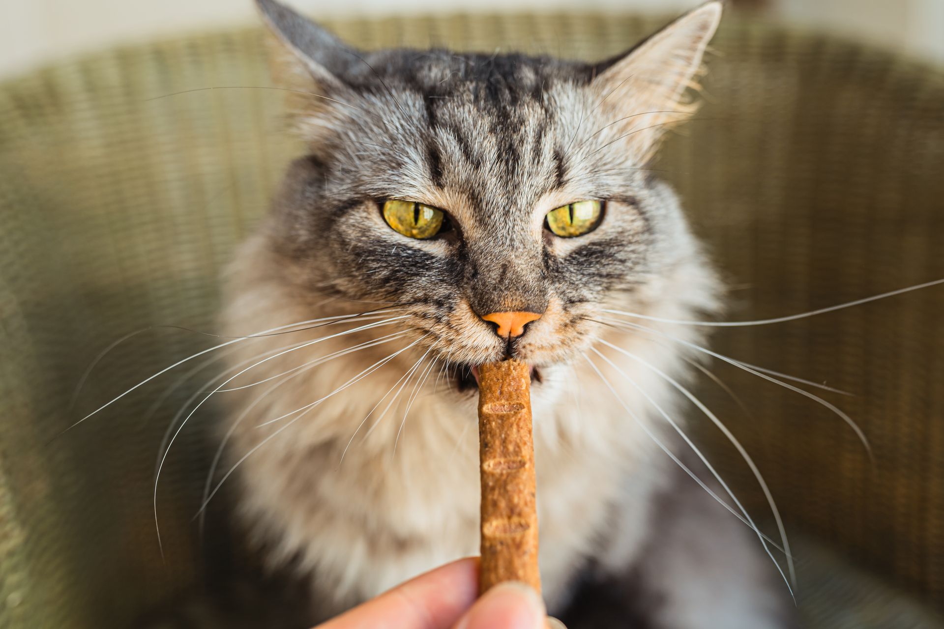 A cat is eating a treat from someone 's hand