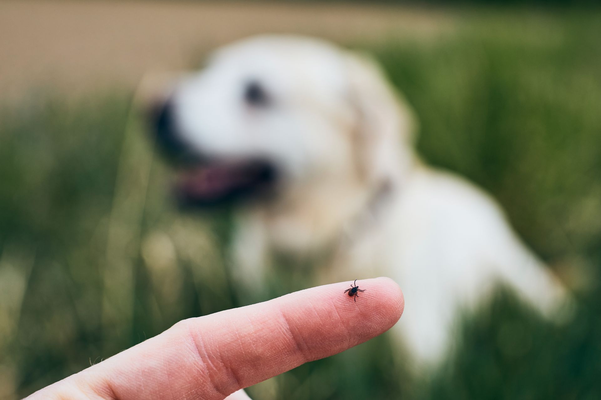 A tick on a finger with a blurred dog in the background, outdoors in grass.