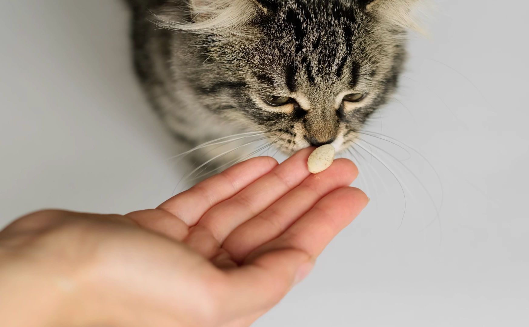 A cat is eating supplements from a person 's hand.