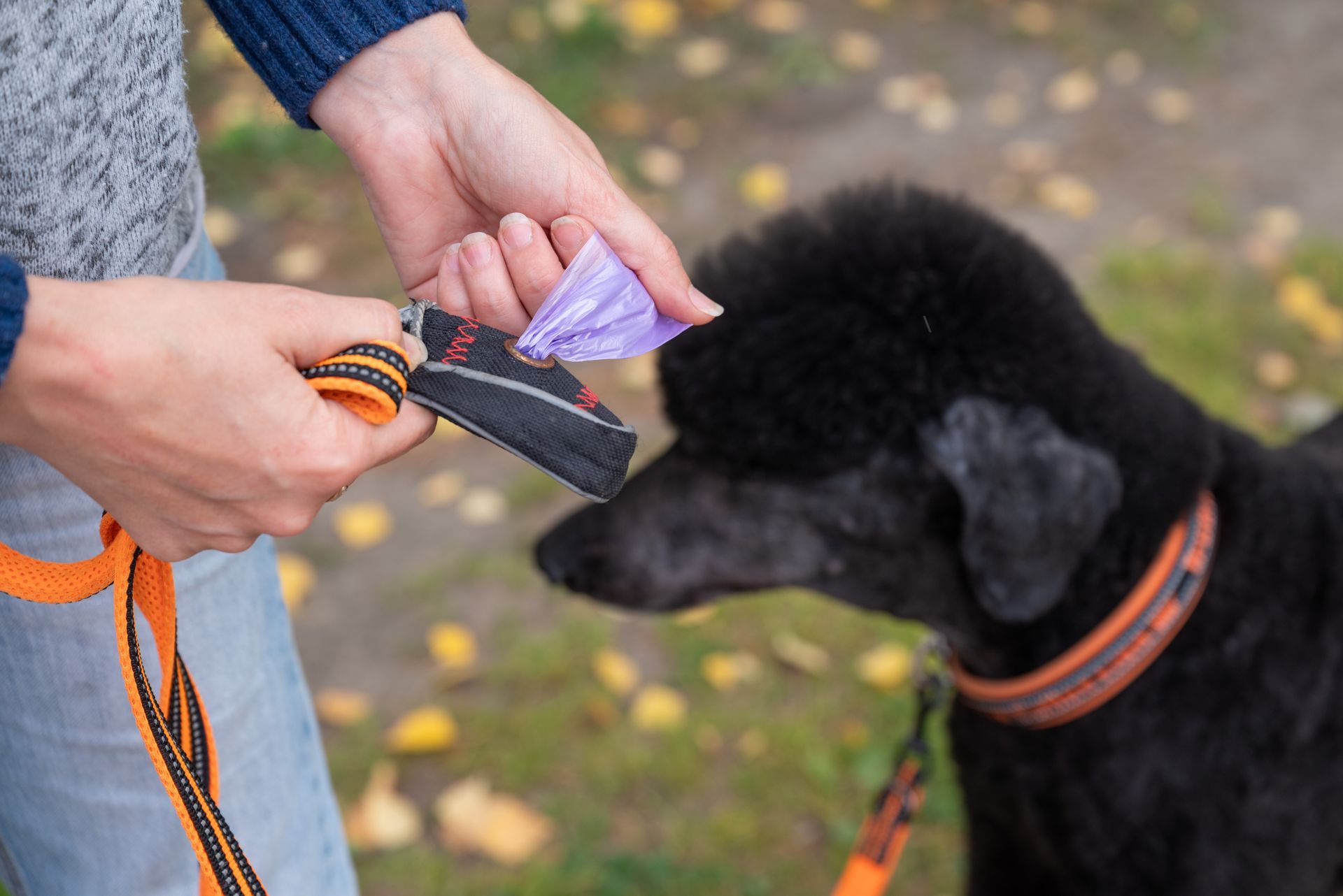 A woman is putting a bag of dog poop on a leash