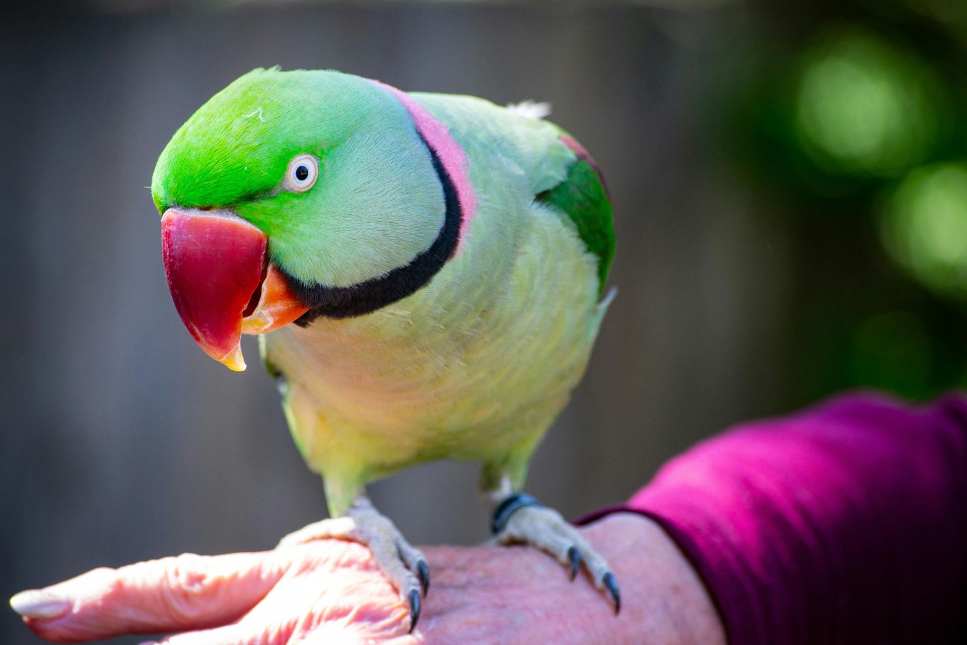 A green parrot with a red beak is perched on a person 's hand