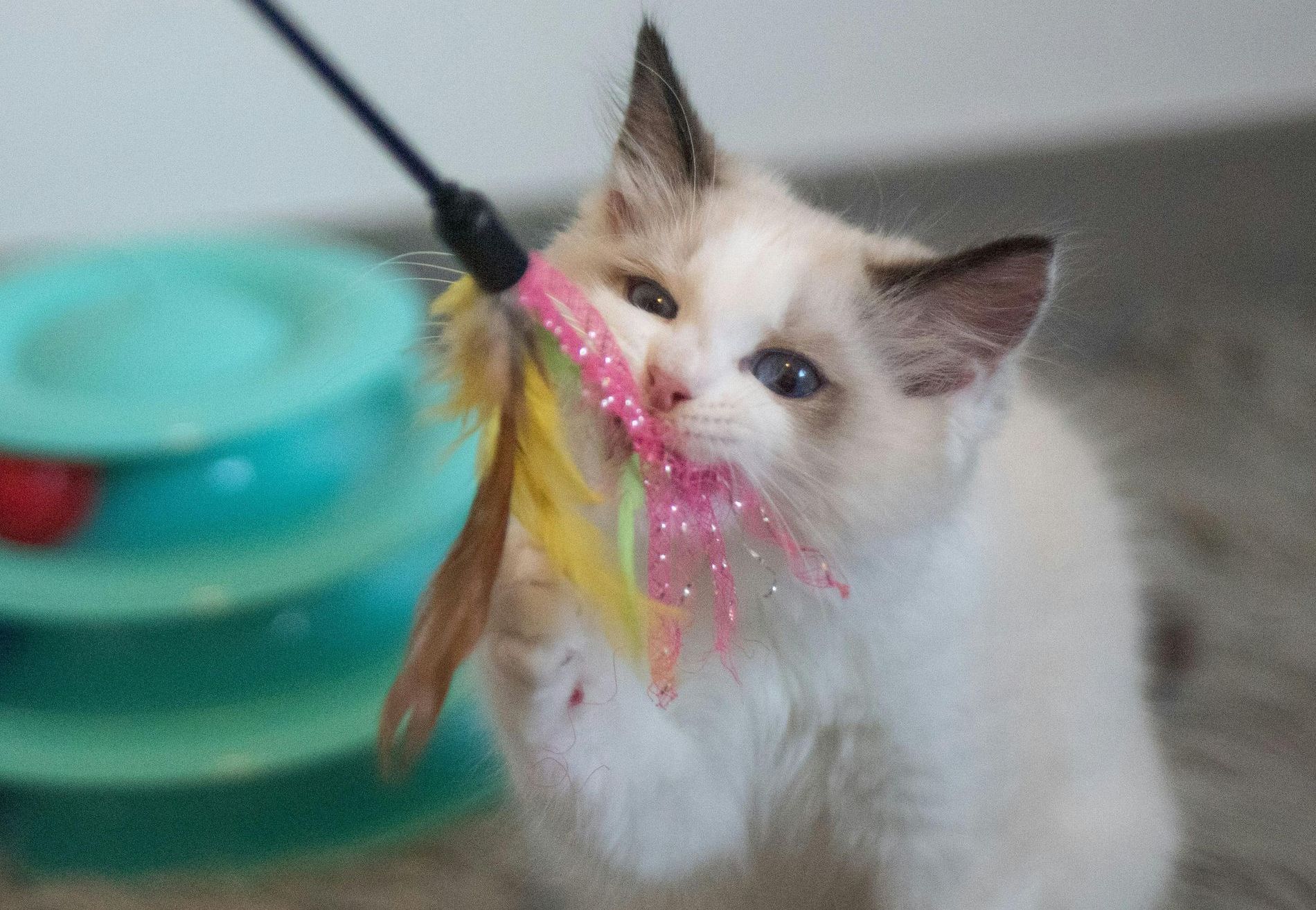 A white cat is playing with a pink and yellow feather toy