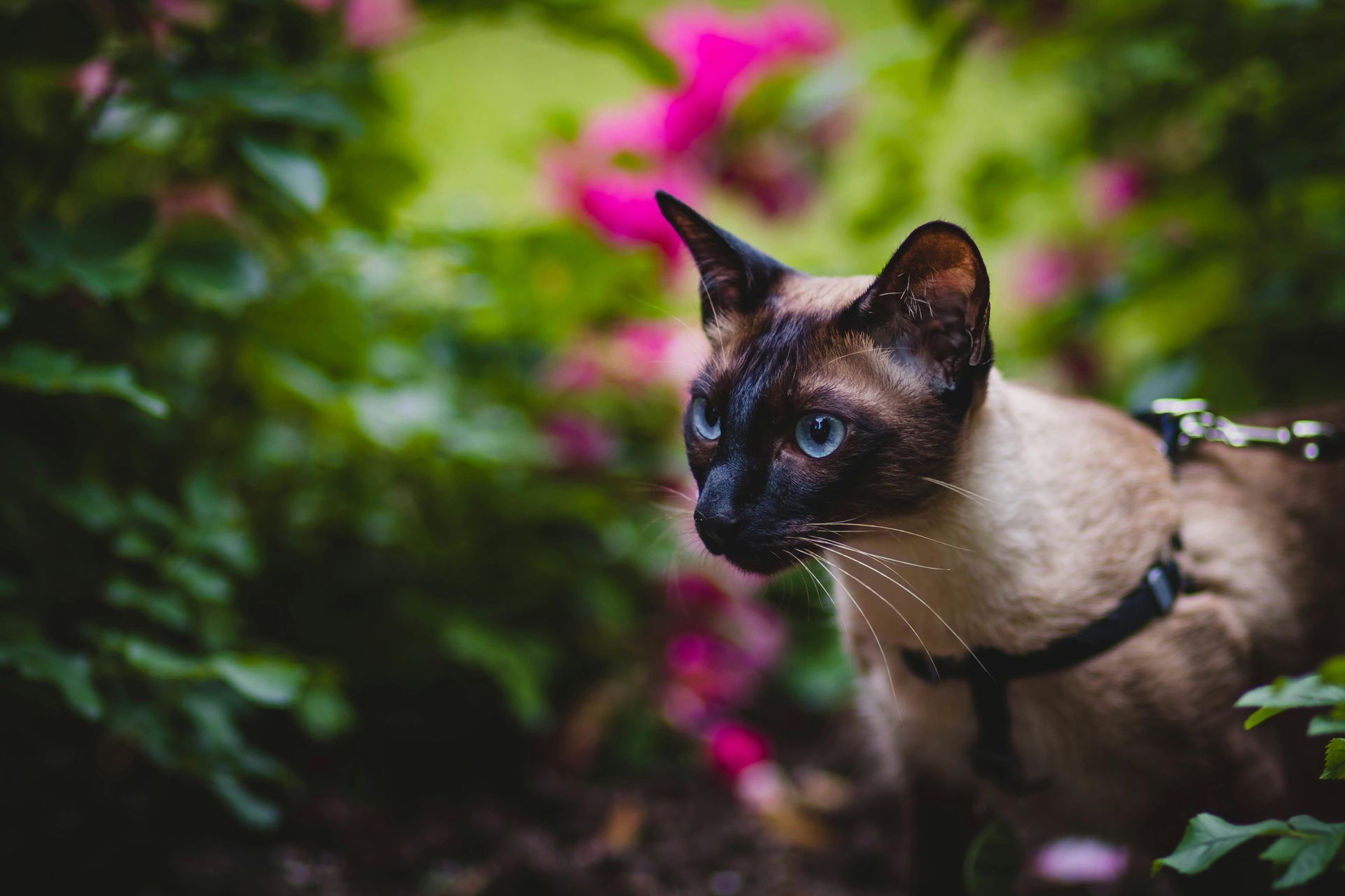 A siamese cat wearing a harness is standing in a garden