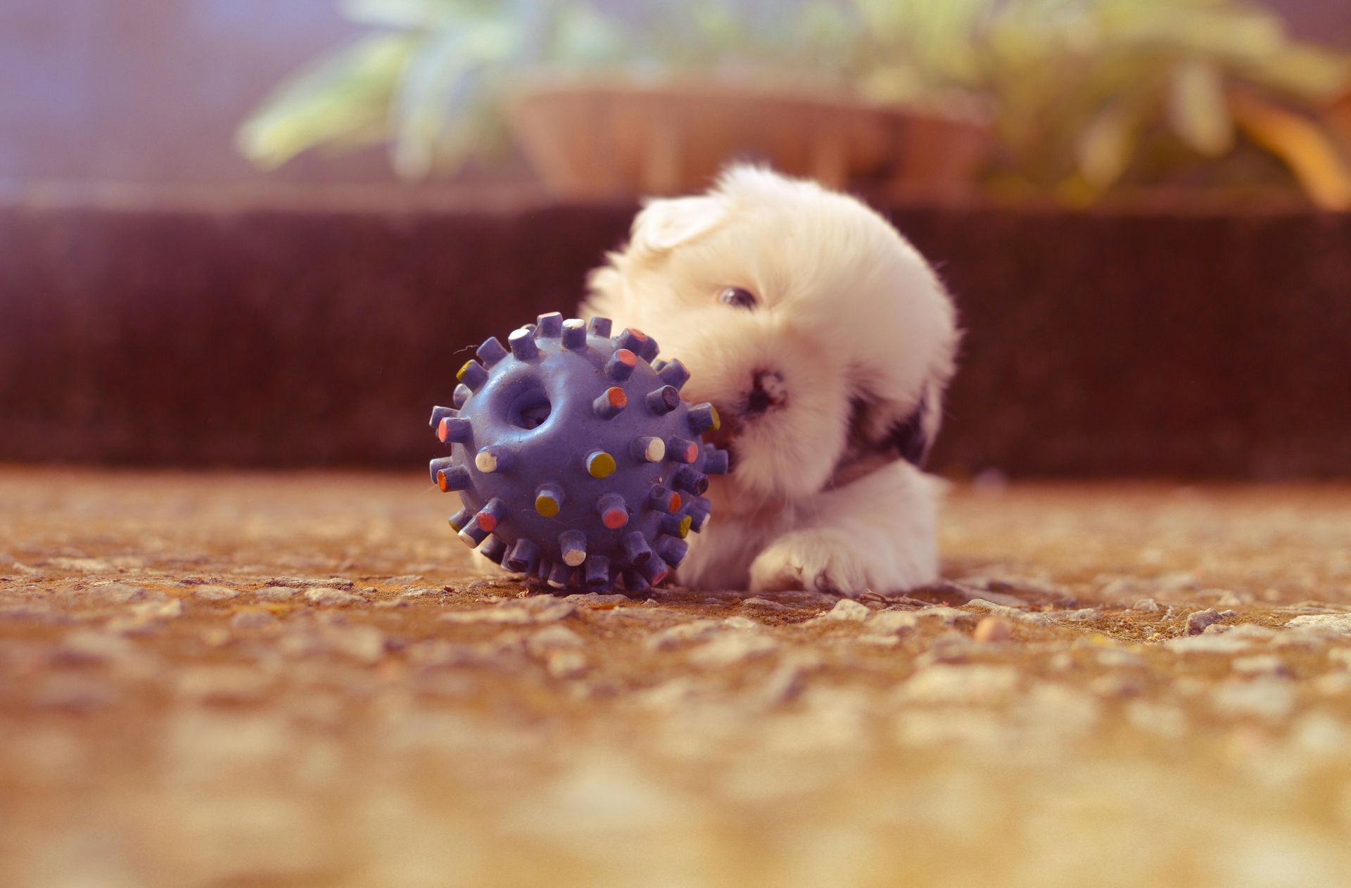 A small white puppy is chewing on a blue toy