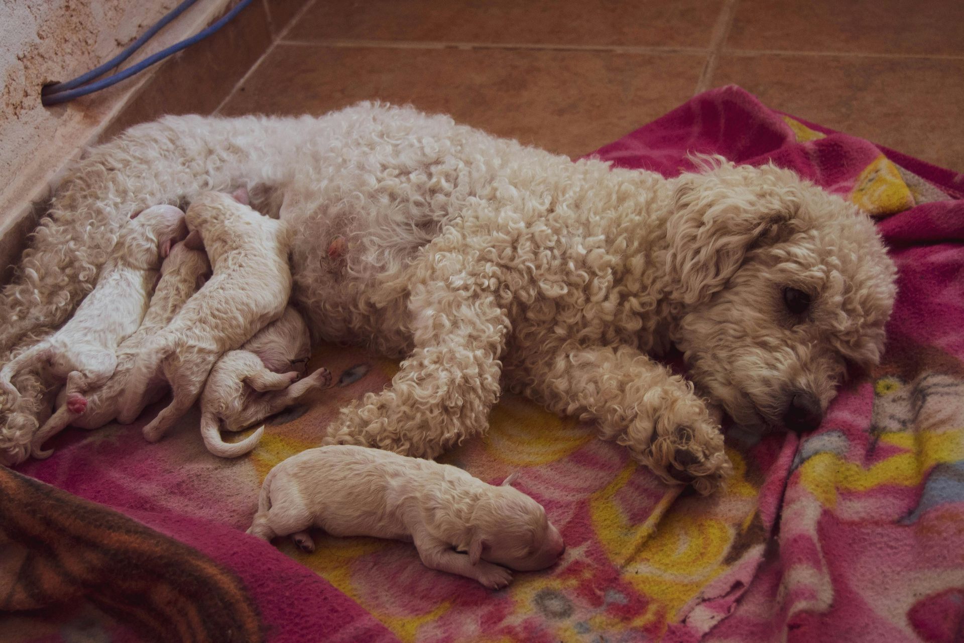 A nursing dog is laying on a pink blanket with her puppies