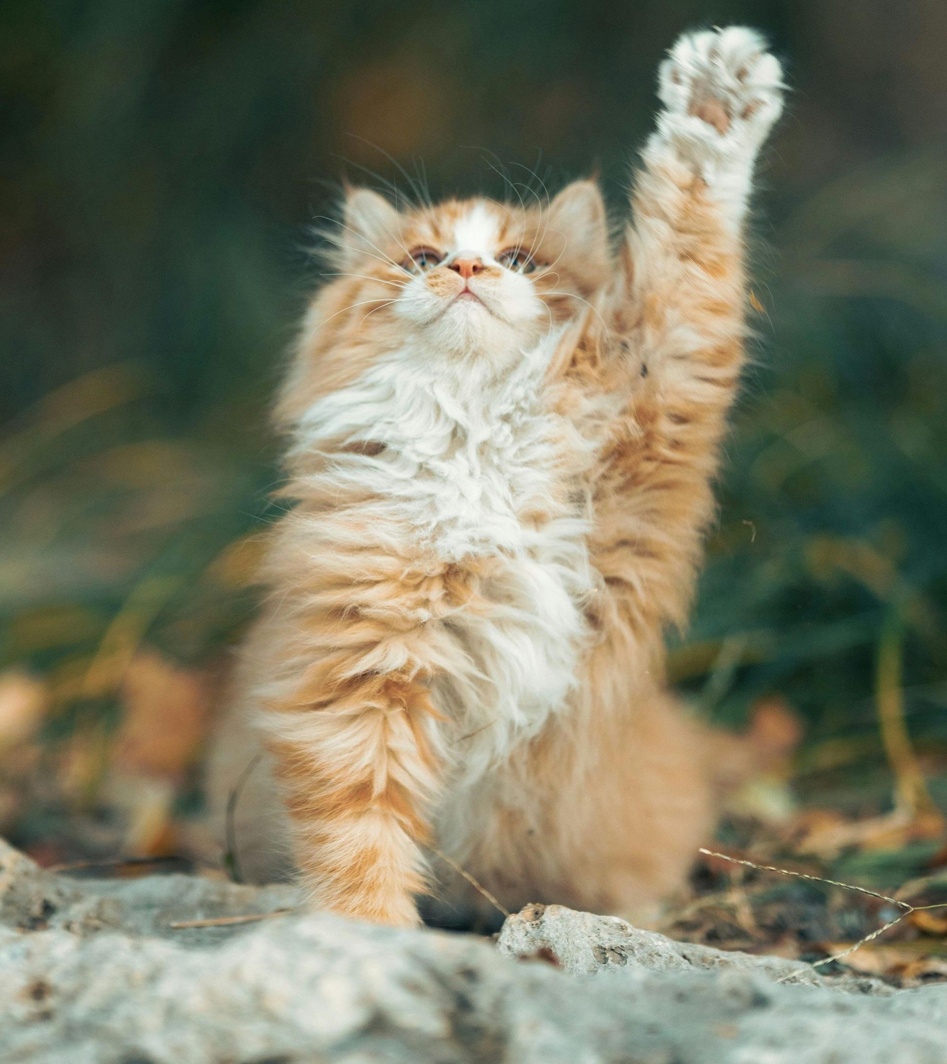 Kitten agreeing to idea