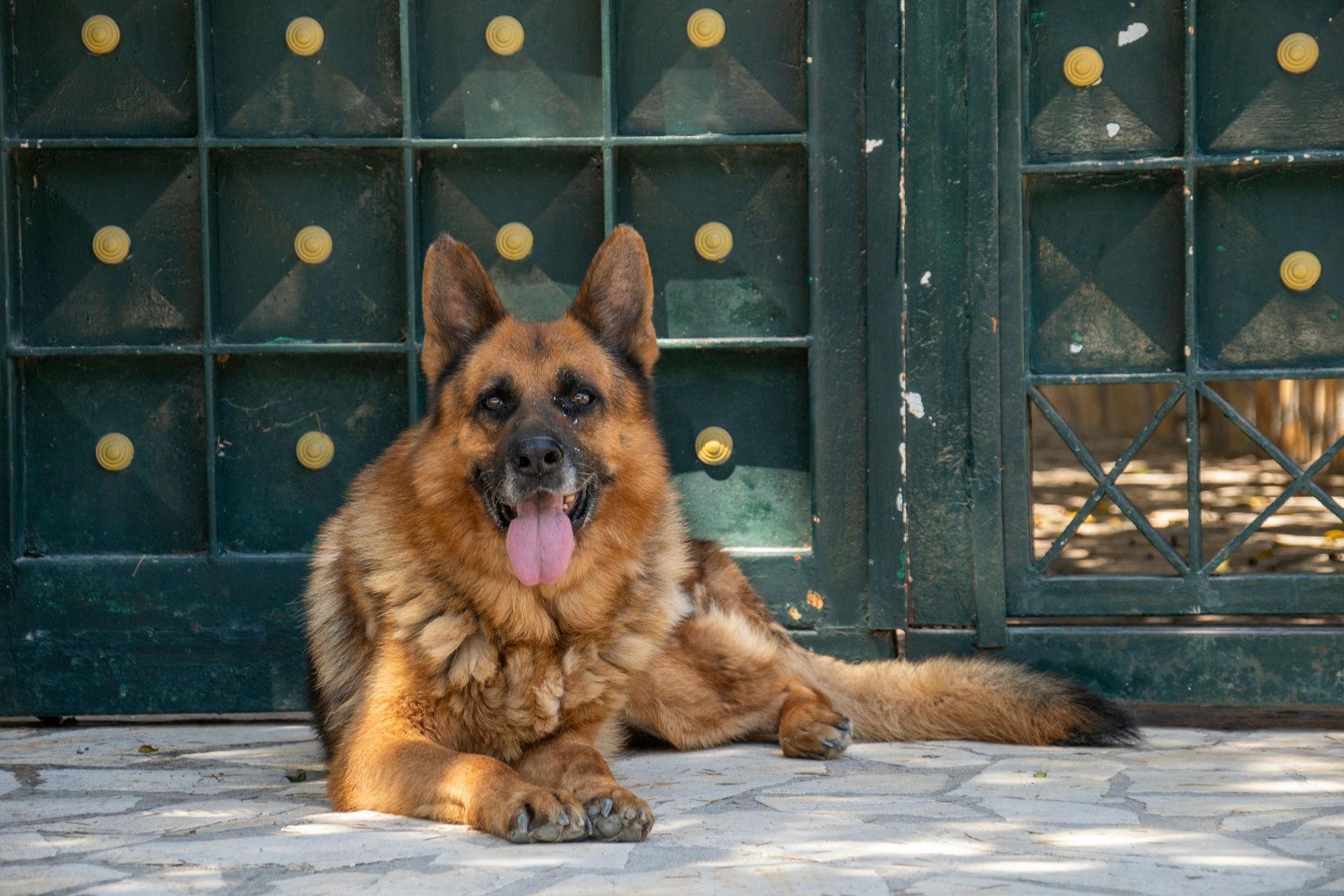 A german shepherd dog laying in front of a green gate