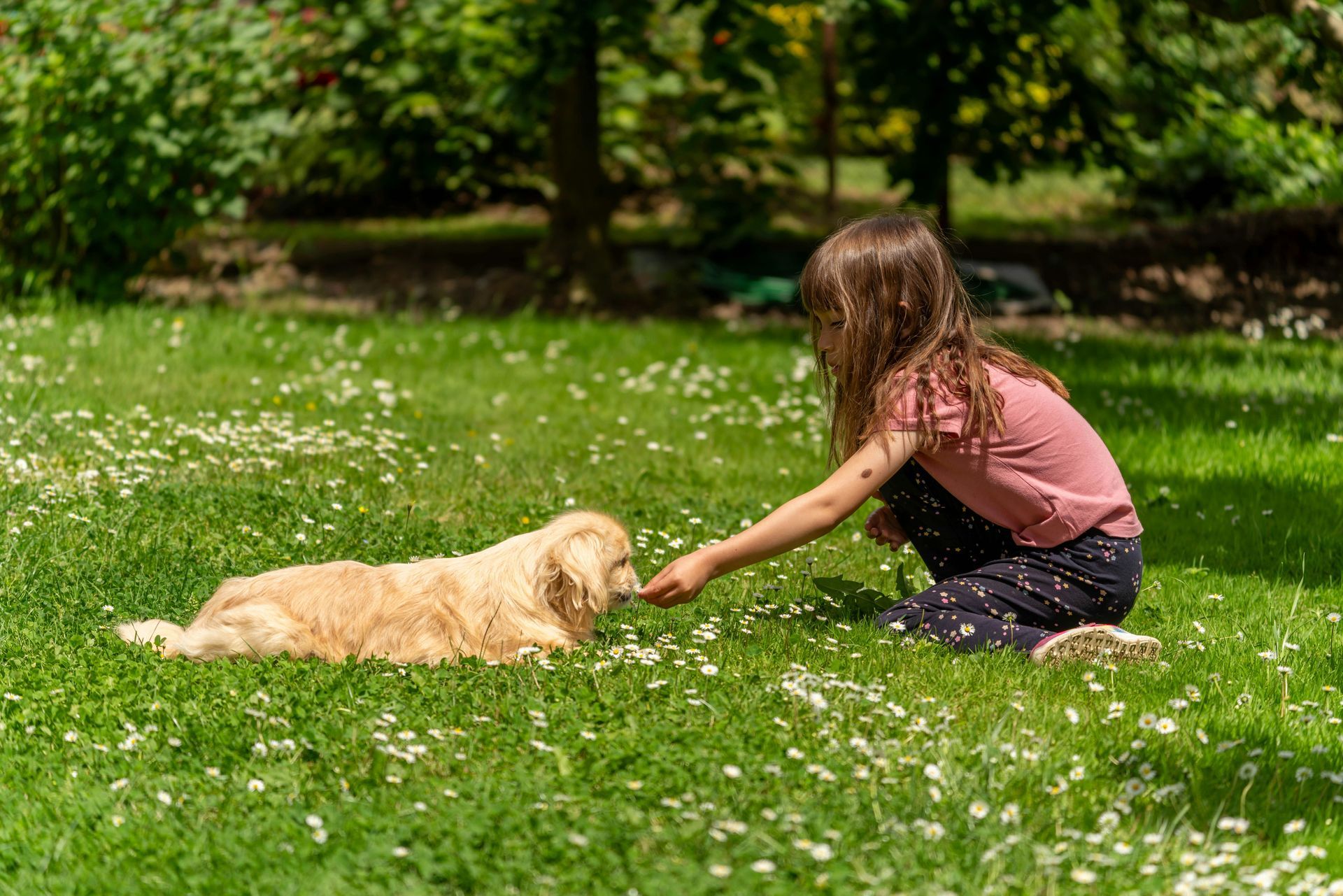 Cat outside enjoying playtime