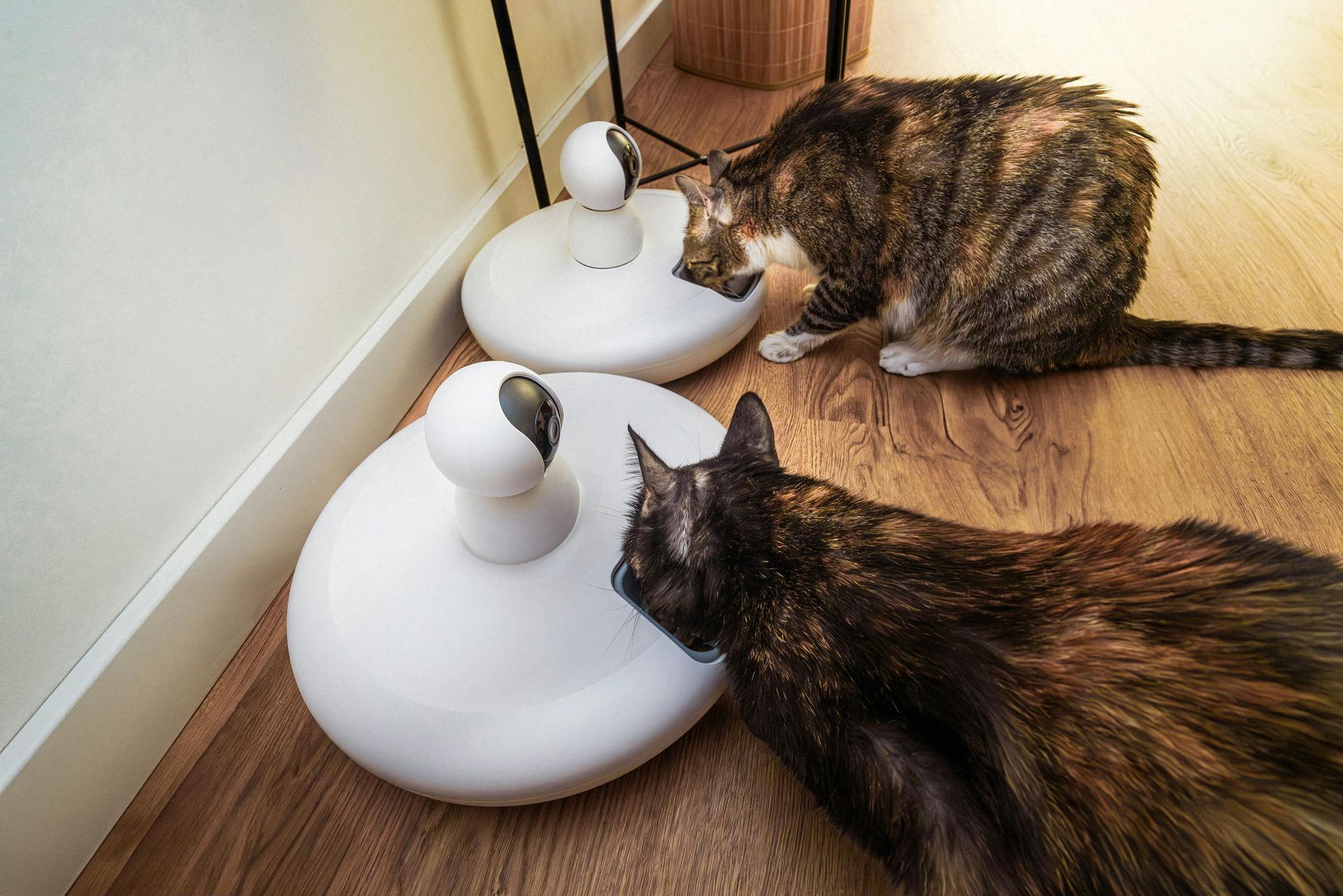 Two cats eating from a special feeder on the floor