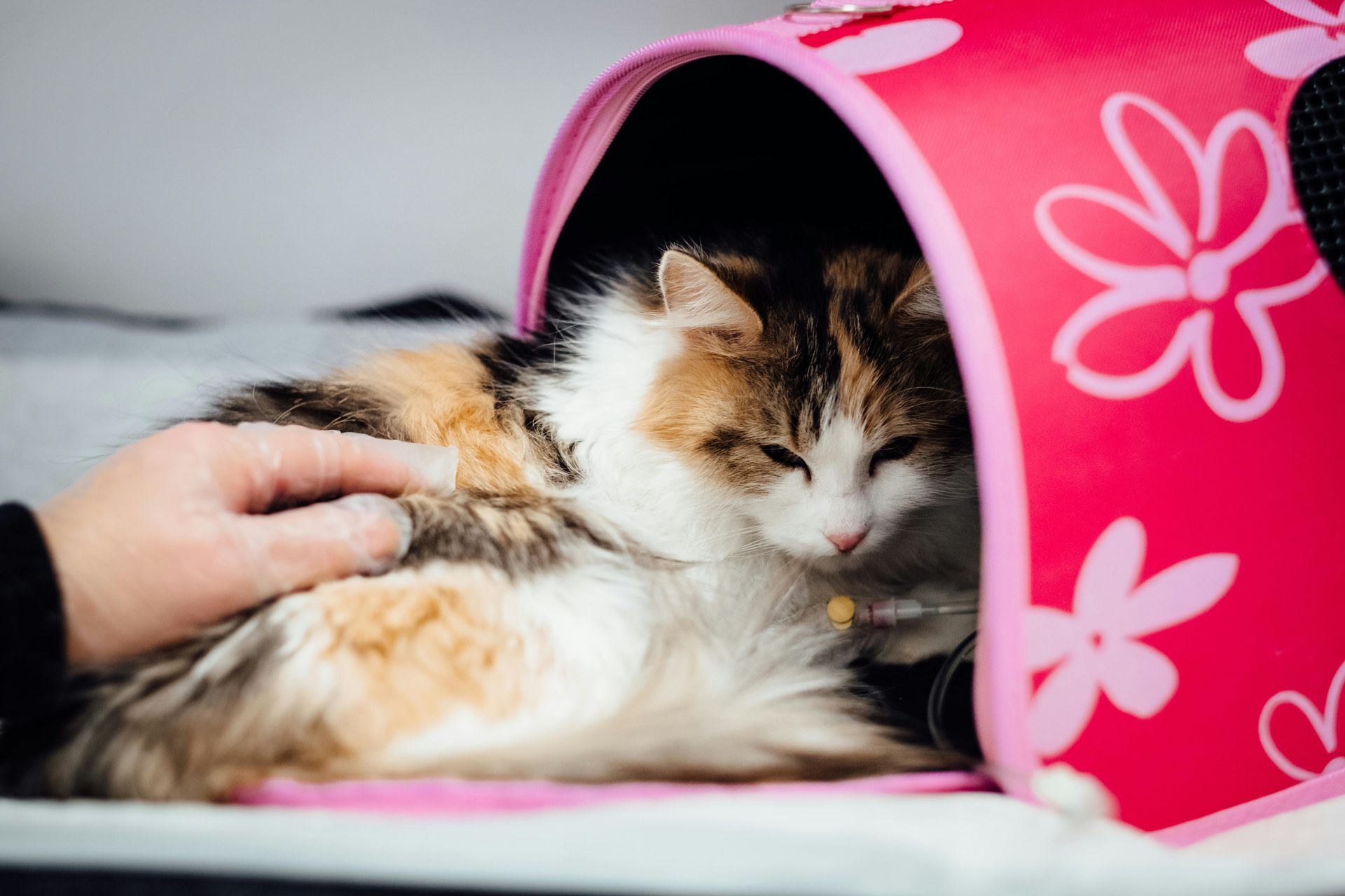 A cat in a pink carrier with flowers on it