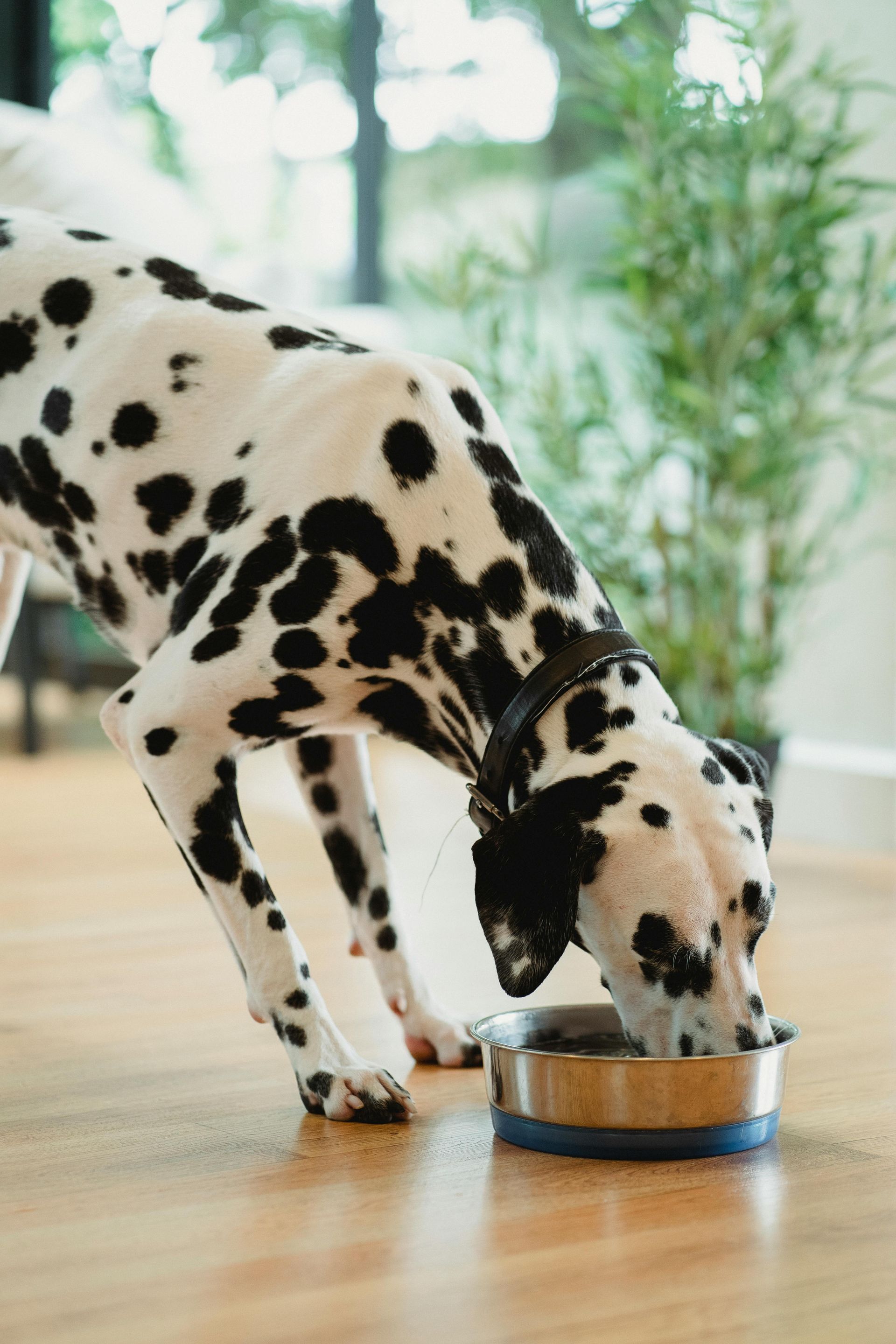 A dalmatian dog is eating from a bowl on the floor.