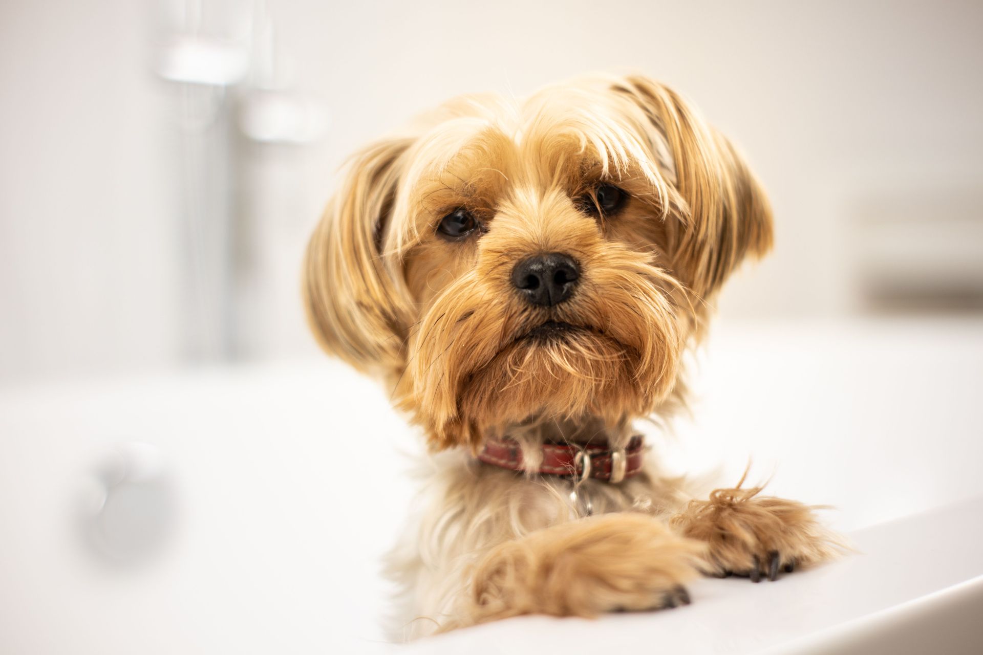 Small tan dog resting its paws on a white bathtub, looking at the camera.