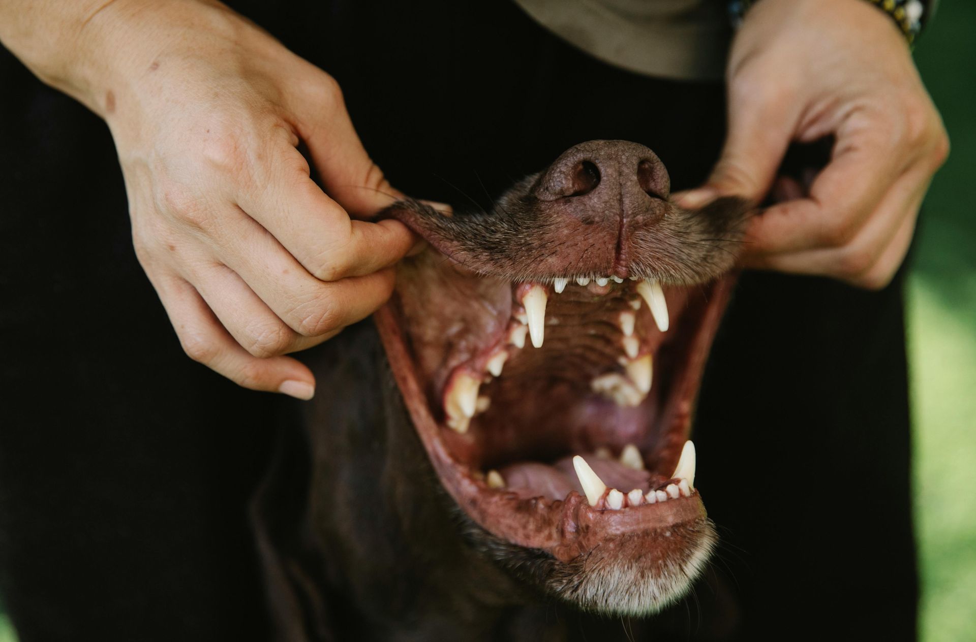 Healthy dog teeth and gums after natural dental care routine