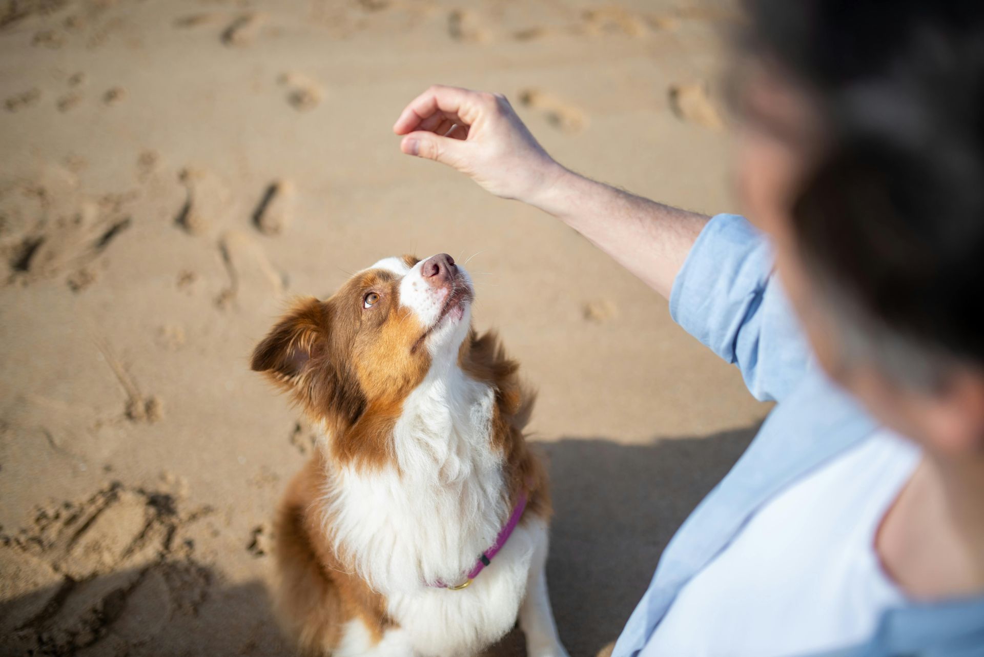 A person is feeding a dog on Jupiter beach.