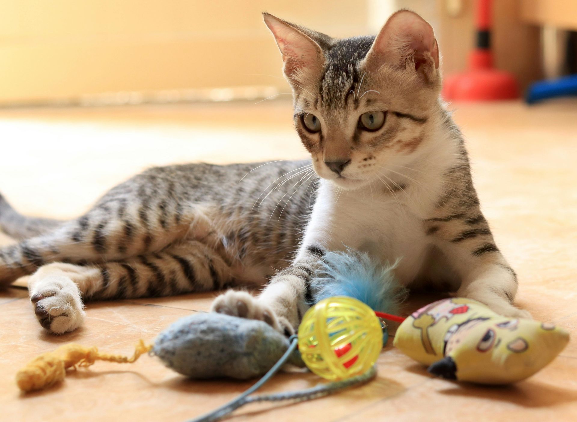 A cat is laying on the floor playing with toys