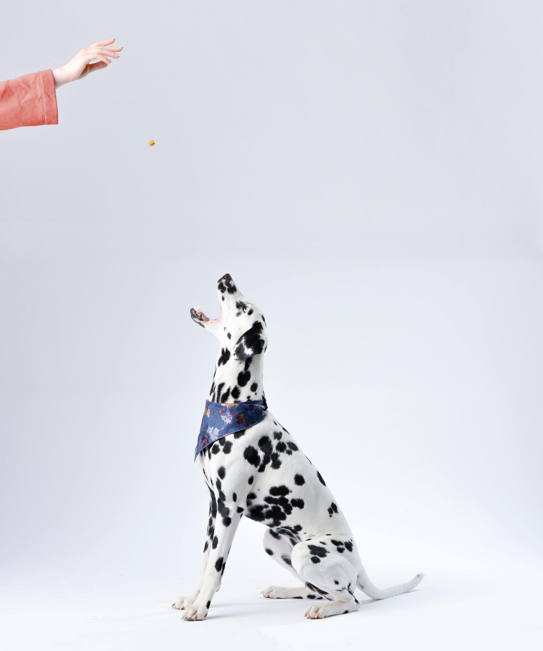 A dalmatian dog looking up at a person 's hand for a treat