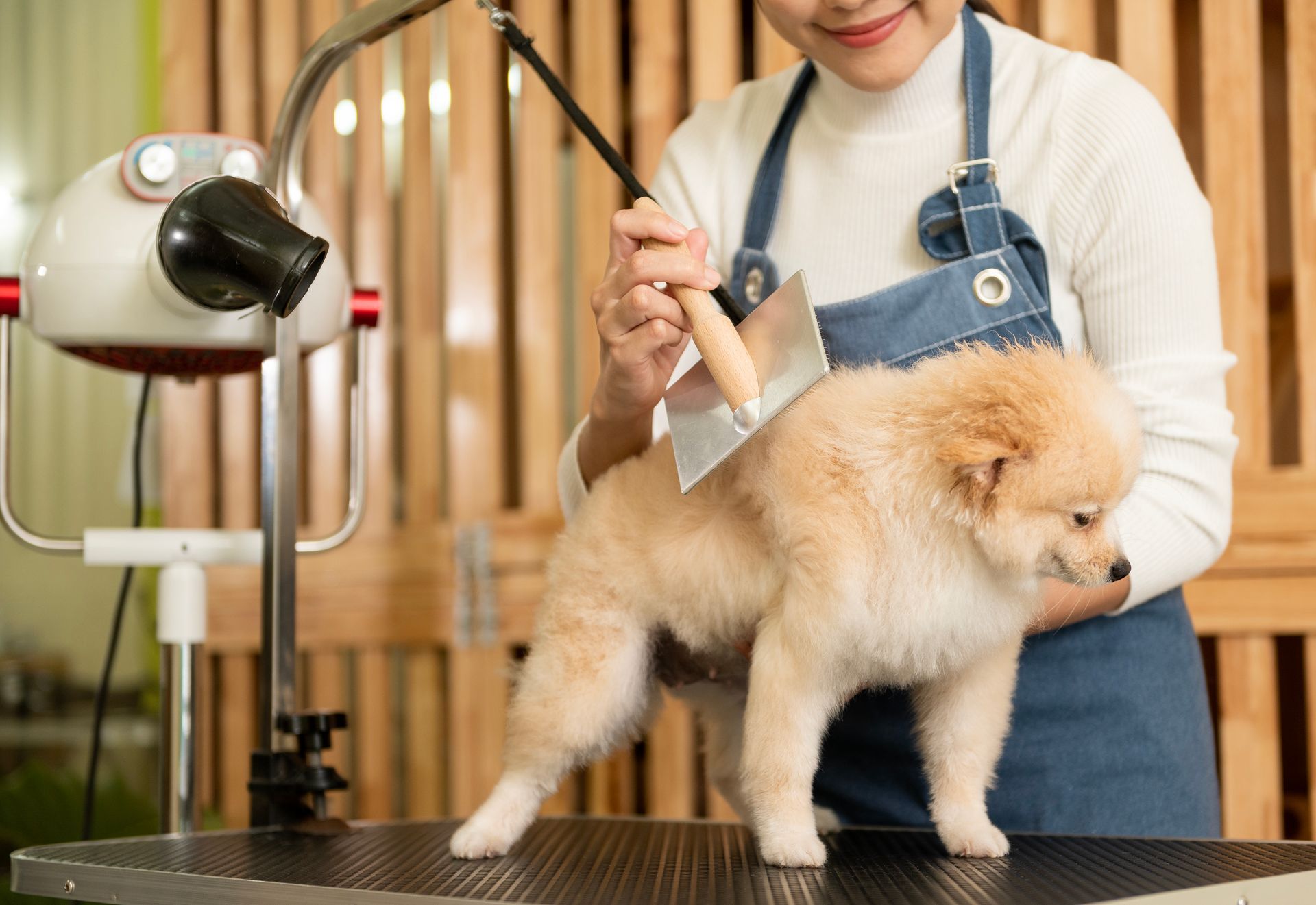 A woman is grooming a small dog with a brush.