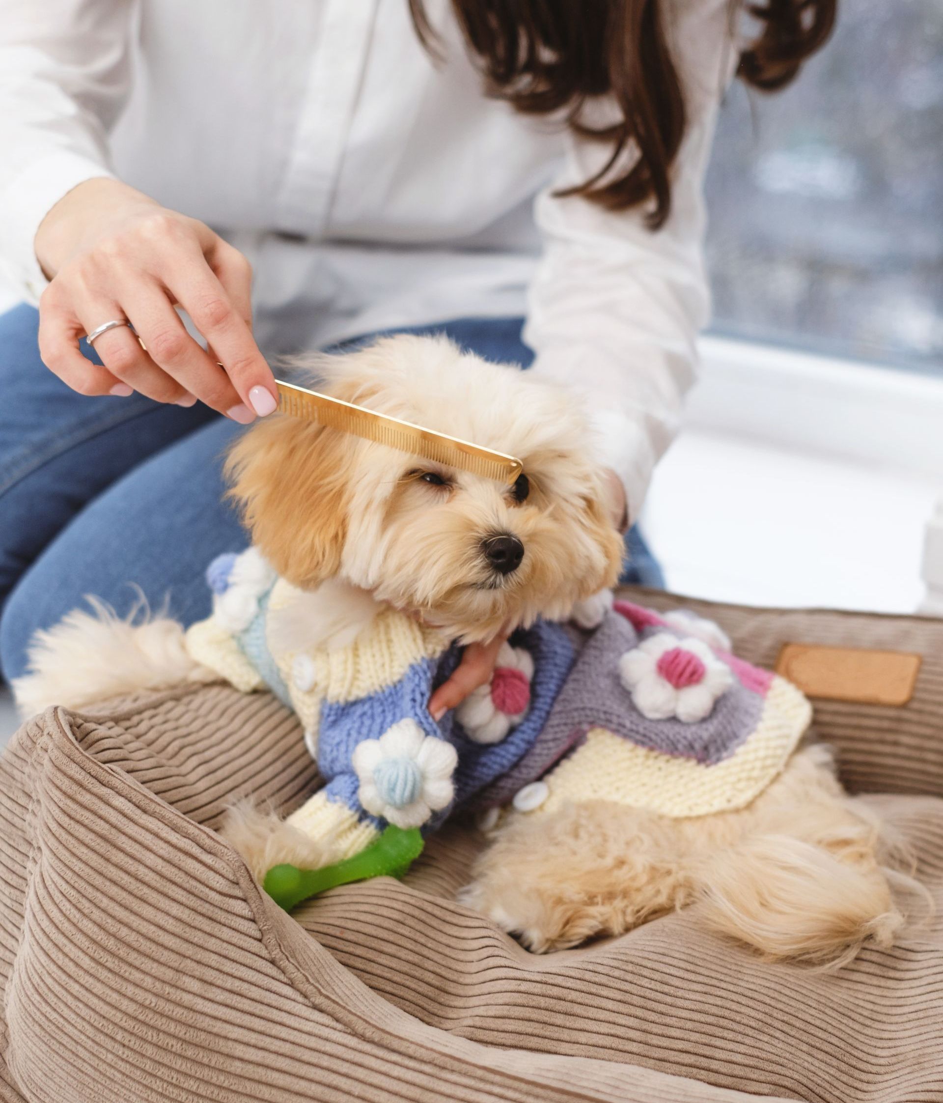 A small dog wearing a sweater is being brushed by a woman