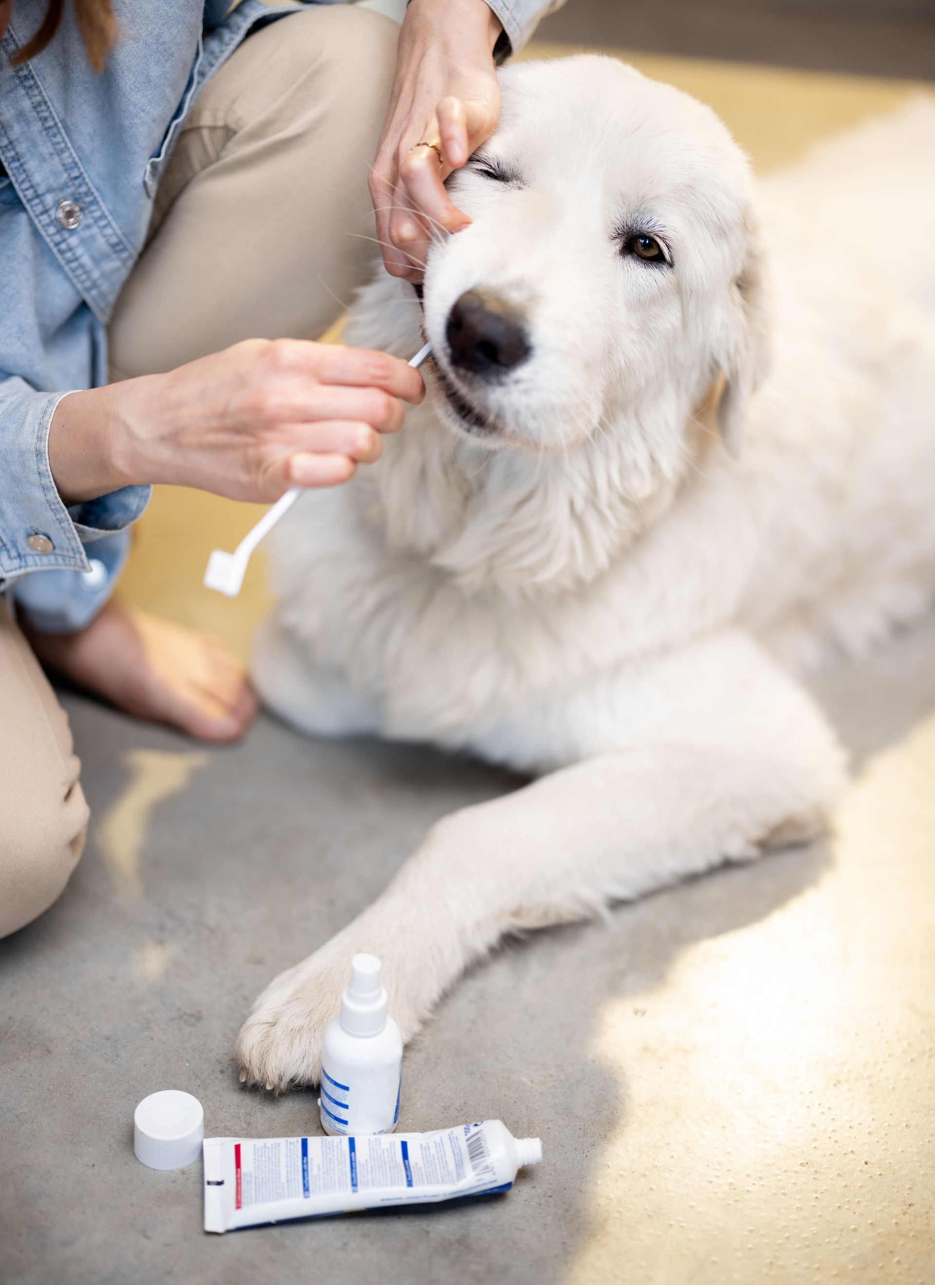 A woman is brushing a dog 's teeth with a toothbrush